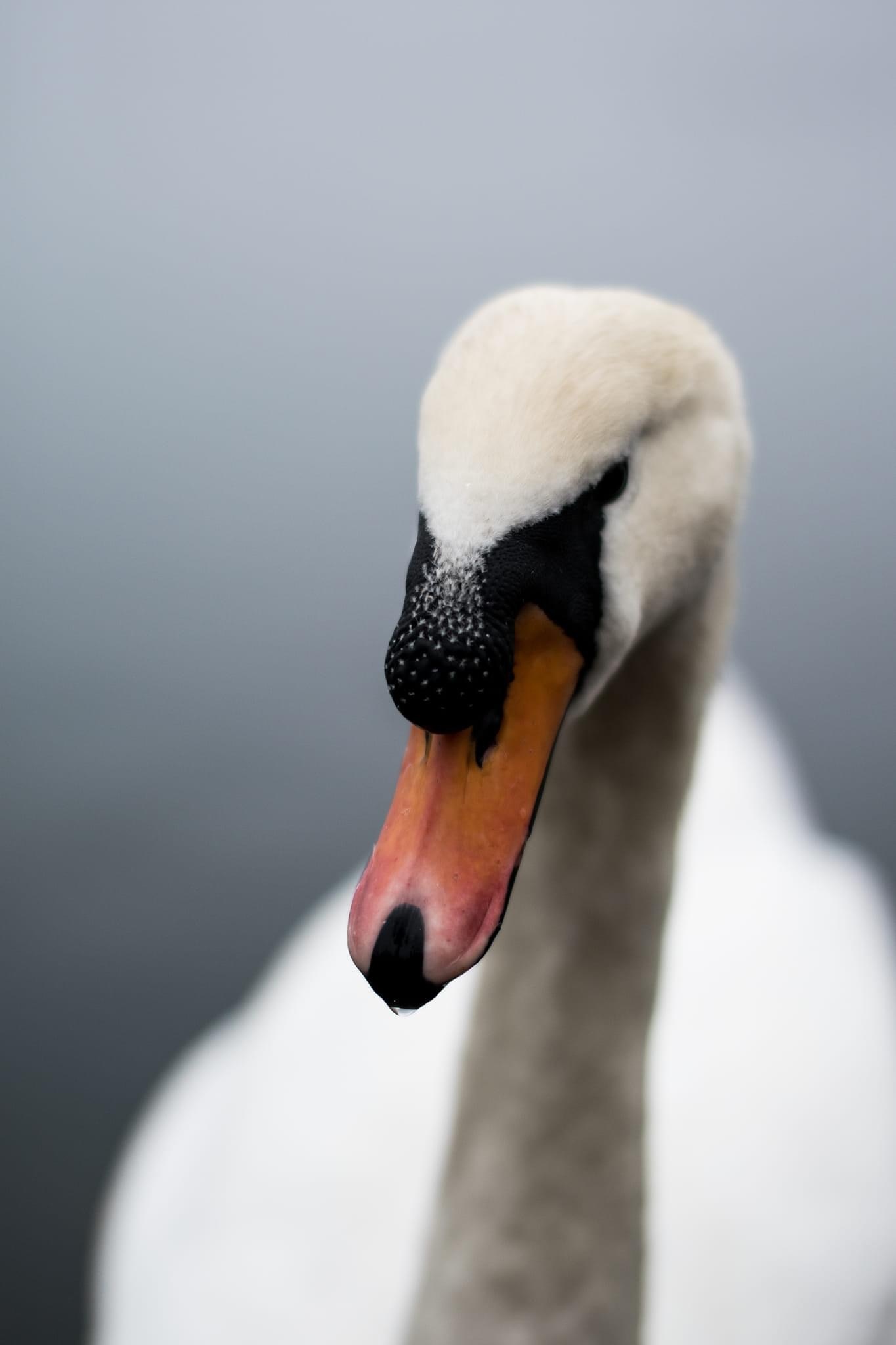 Majestic Swan