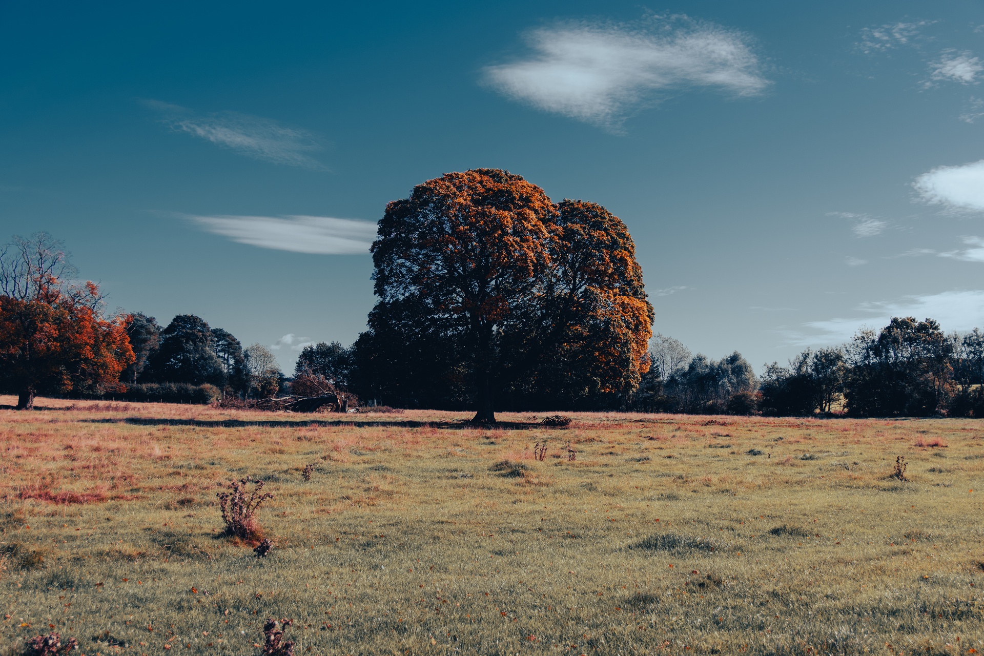 A lone tree standing in an open field